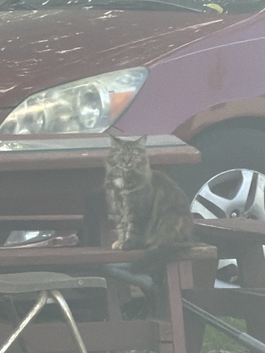 Domestic Cat