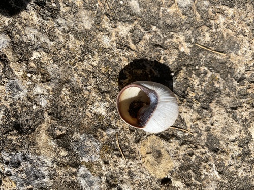 Brown-mouthed Helix