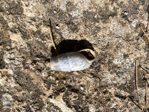 Decollate Snail