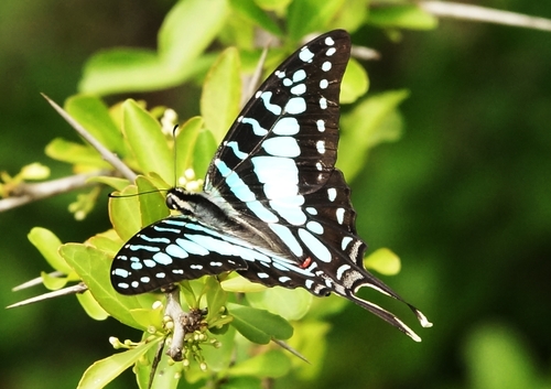 Large Striped Swordtail