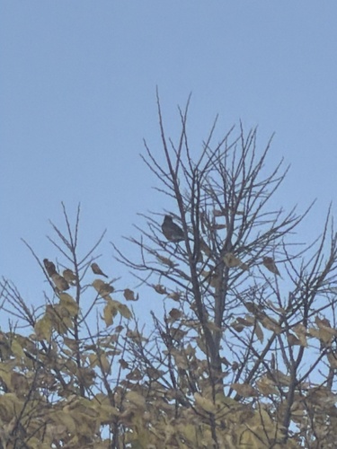 American Robin