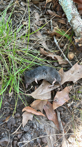 Southern Short-tailed Shrew observed by grumpyexceed