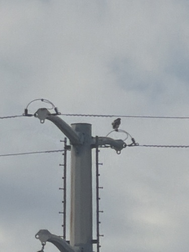 Red-tailed Hawk