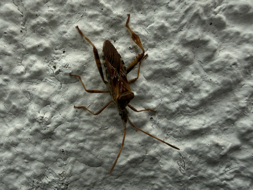 Western Conifer Seed Bug