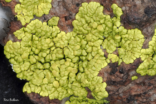 splash-paint cobblestone lichen