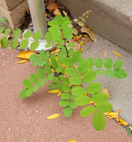 black locust