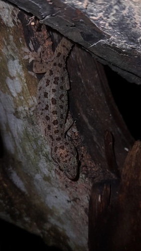 Spotted House Gecko