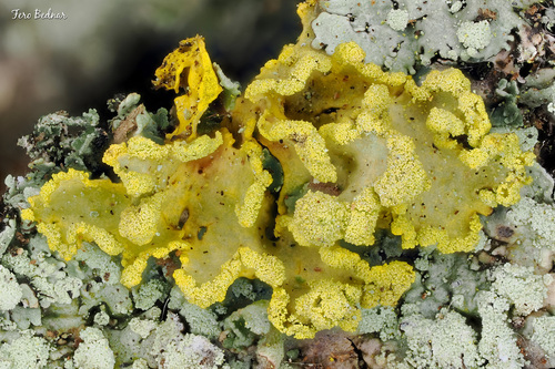 Powdered Sunshine Lichen
