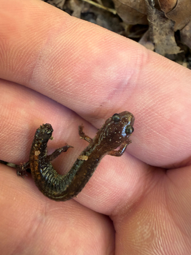 Eastern Red-backed Salamander