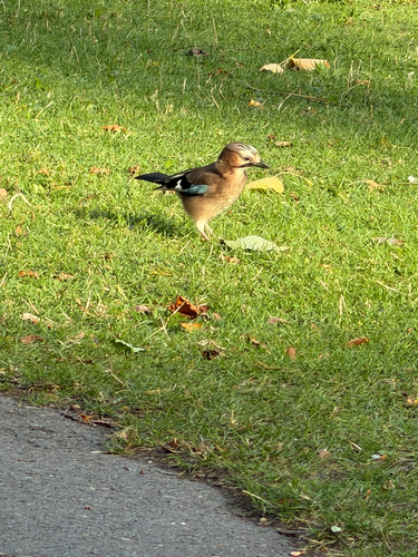 Eurasian Jay