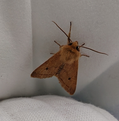 Yellow-line Quaker