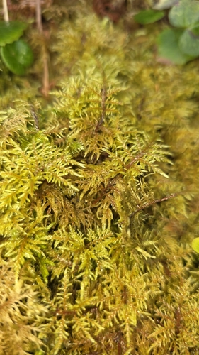 stairstep moss