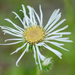 Thistleleaf Aster - Photo (c) j_albright, all rights reserved