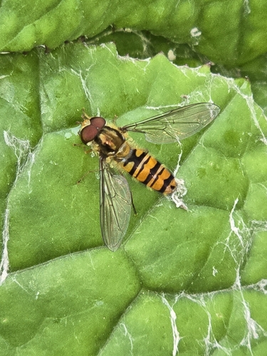 Marmalade Hover Fly