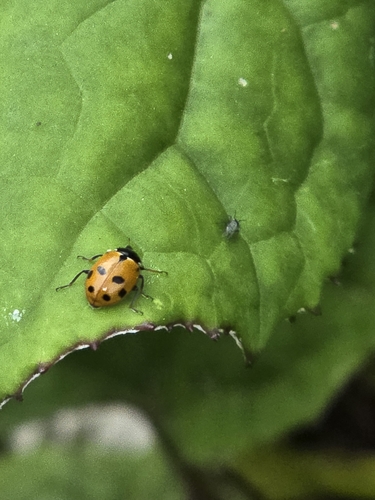 Variegated Lady Beetle