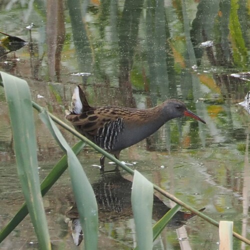 Water Rail