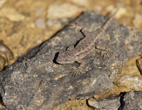 Eastern Fence Lizard
