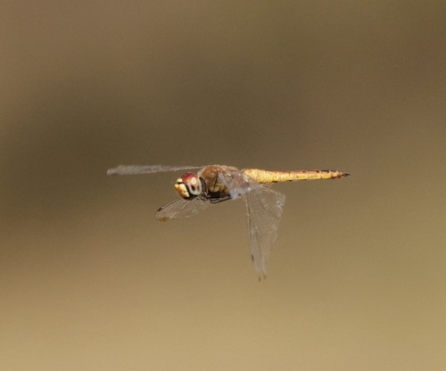 Wandering Glider