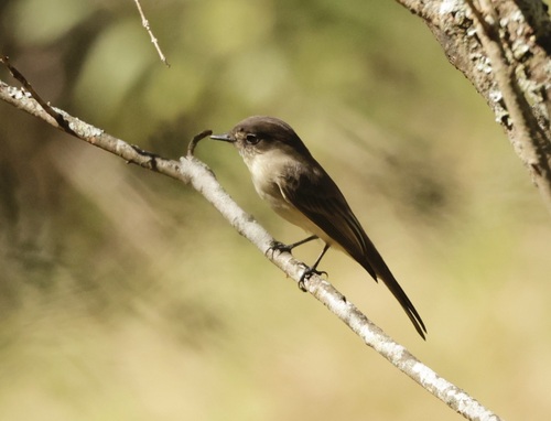 Eastern Phoebe