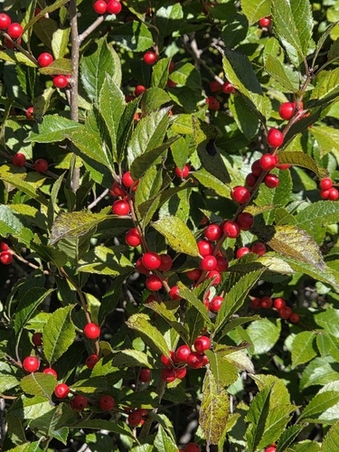 winterberry holly