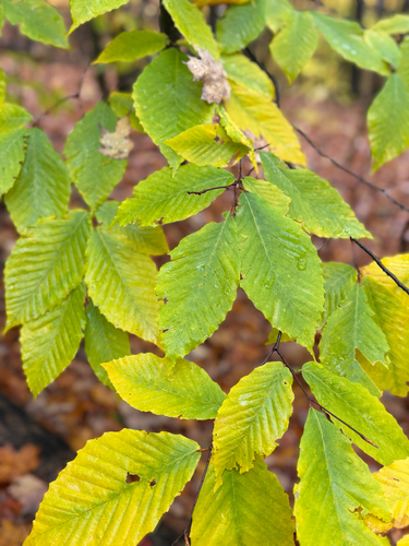 American beech
