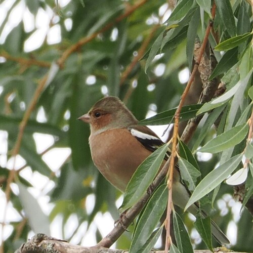 Common Chaffinch