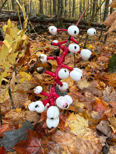 white baneberry