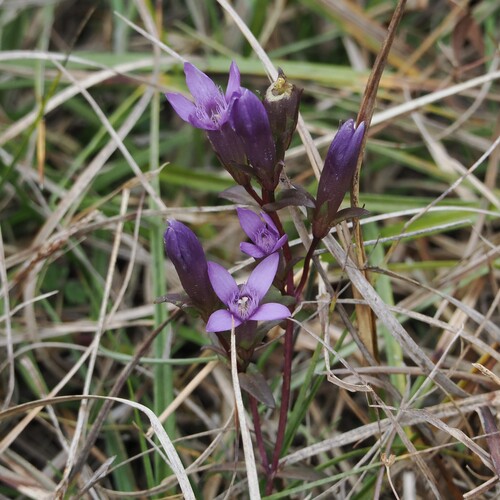Chiltern gentian