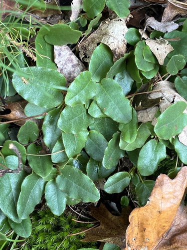 trailing arbutus