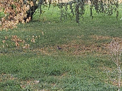 Eurasian Jay