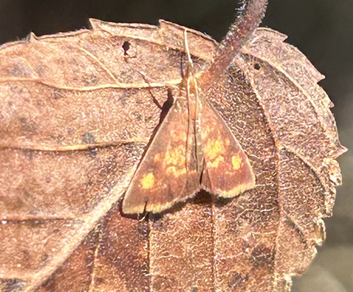 Mint-loving Pyrausta Moth