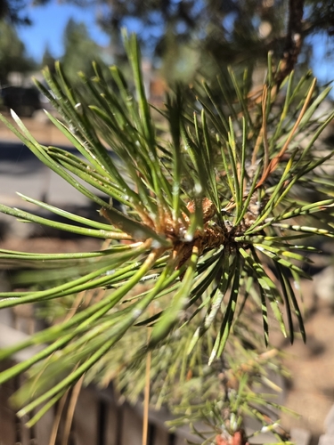 lodgepole pine
