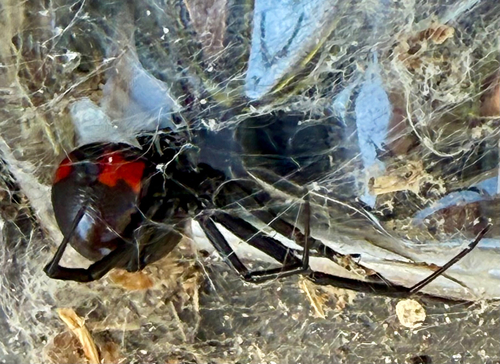 Southern Black Widow