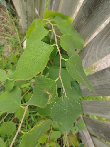 common hackberry