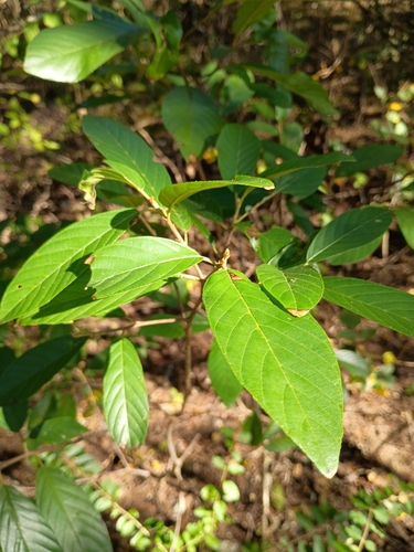 Carolina buckthorn