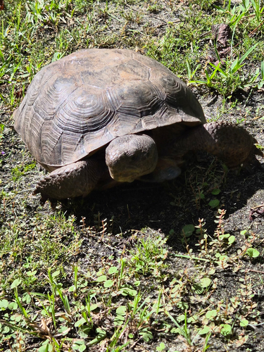 Gopher Tortoise