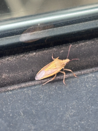 Rice Stink Bug
