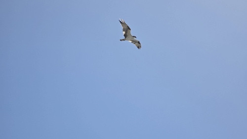 iNaturalist observation photo of Osprey