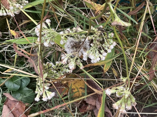 white snakeroot