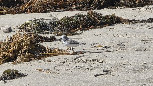 iNaturalist observation photo of Snowy Plover
