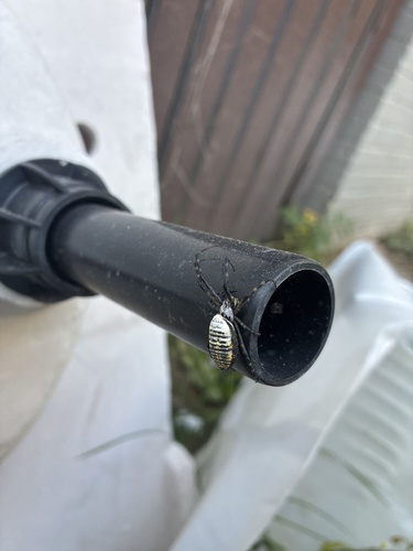Banded Garden Spider