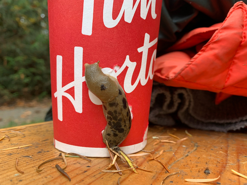 Pacific Banana Slug