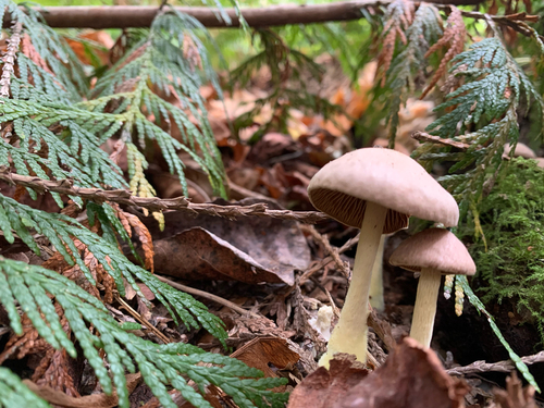 Wood Woolly-foot