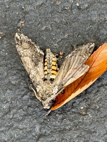 Carolina Sphinx