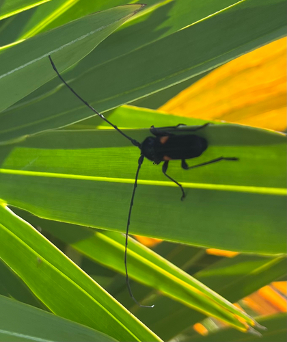 Tragidion coquus