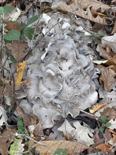 hen of the woods