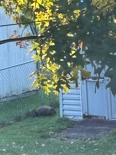 Groundhog