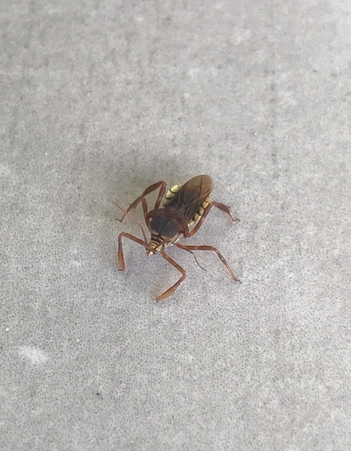 Notocyrtus clavipes
