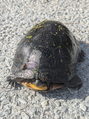 Smooth Turtle Leech