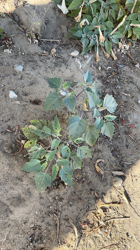 Sacred Datura